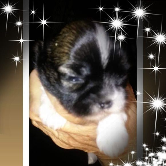 Meet your Posher, Patricia - Picture 1 of 1